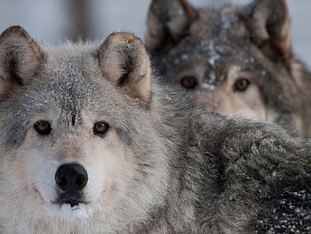 wolves, wild, forest, snow HD wallpaper