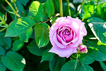 Flowers, Bush, Flower, Rose Flower, Rose, Bud HD wallpaper