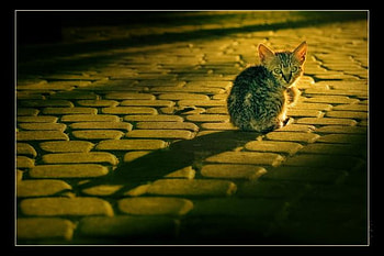 Little Cat, cool, cat, , little HD wallpaper
