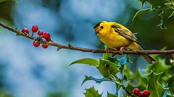 Bird, blue, mistletoe, yellow, green, red, pasari HD wallpaper