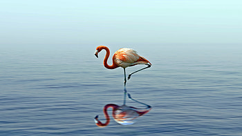 Flamingo reflection in lake, , Tranquil beauty, Nature's masterpiece HD wallpaper