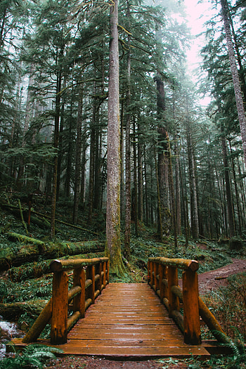 Nature, Trees, Wood, Wooden, Forest, Path, Bridge HD phone wallpaper