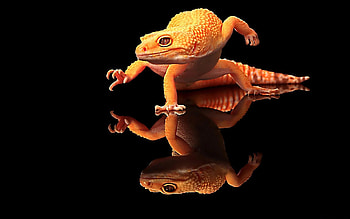 Gecko fascination, Mesmerizing reptile, Nature's marvel, Striking patterns HD wallpaper