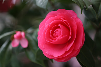 Camellia, Flowers, Leaves, Red HD wallpaper