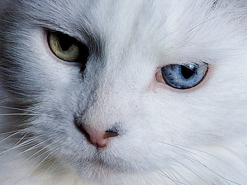 My name is Shadow, sweet, animal, kitten, white, cat, eye HD wallpaper