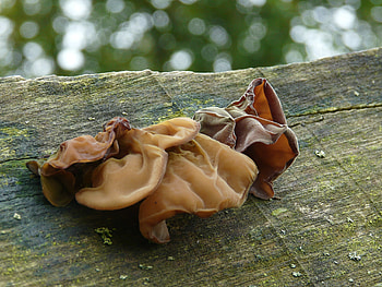 Jelly ear mushrooms, National Botanic Garden of Wales, Food HD wallpaper
