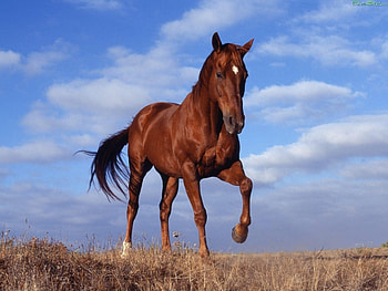 Animals, Horses HD wallpaper