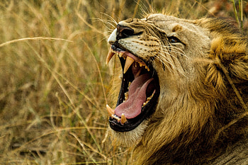 Animals, Grin, Muzzle, Lion, Predator, Fangs, Evil HD wallpaper