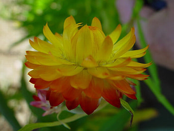 PAPER DAISY, paper, daisy, yellow, flower HD wallpaper