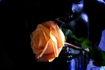 ღ❤ღ, rose, flower, red, Angel, macro HD wallpaper