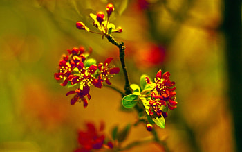 Grass, Plant, Macro HD wallpaper