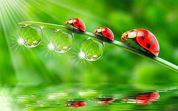 Ladybugs animals insect, Water drops reflection, , High quality HD wallpaper