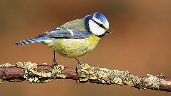 Blue Tit , Beauty, Mobile Enhanced, Titty Backgrounds HD wallpaper