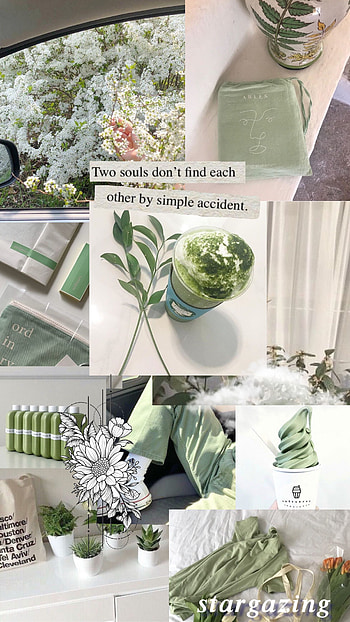 Aesthetic green matcha, terrestrial_plant HD phone wallpaper