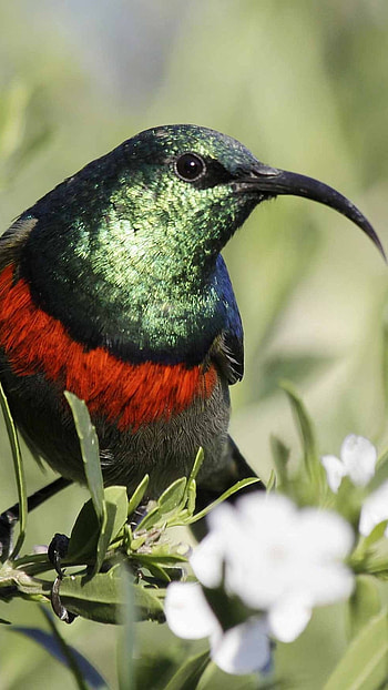 Sunbird, Brown HD phone wallpaper