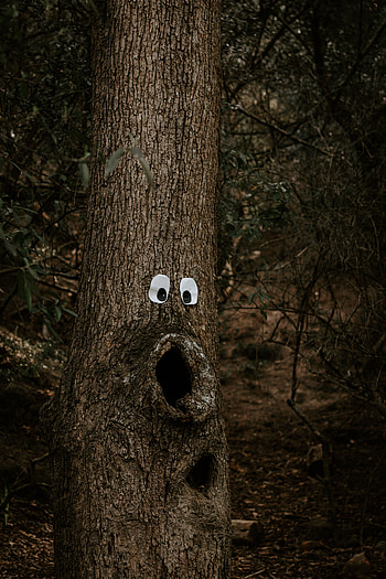 Funny, Miscellanea, Miscellaneous, Wood, Tree, Eyes, Bark, Trunk, Amusingly HD phone wallpaper