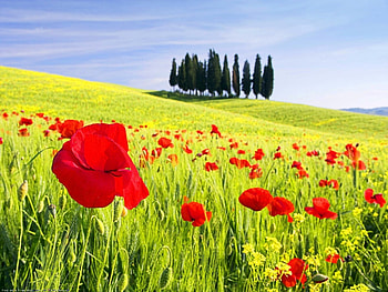 Plants, Landscape, Fields HD wallpaper