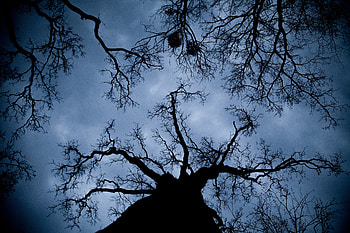 Nature, Night, Wood, Tree, Branches, Outlines, Bottom View HD wallpaper
