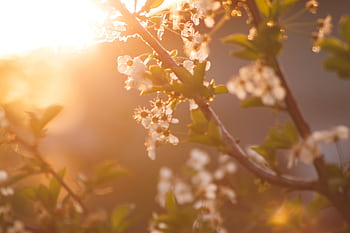 Beautiful cherry blossoms glowing in the warm light of a spring sunset, evoking serenity and renewal. HD wallpaper
