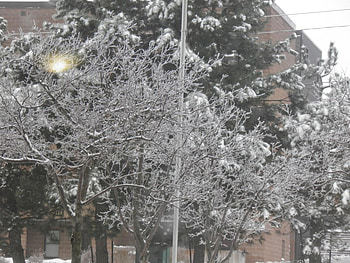 zing rain, frozen, rain, storm, ice, tree HD wallpaper