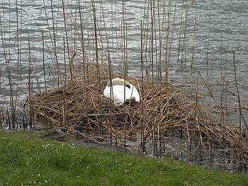 Swan on her nest, bird, land, nest, lake, luzern, earth, family, mother, nature, swan, water, twigs HD wallpaper