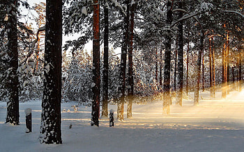 Winter, Nature, Trees, Shine, Light, Rays, Beams, Forest, Awakening HD wallpaper