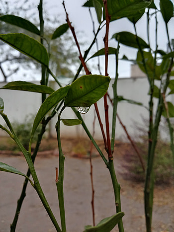 Rain/ barish, aesthetic, flowers, Pakistan, plant stem, nature, grass, blogger, , grapher, flower HD phone wallpaper