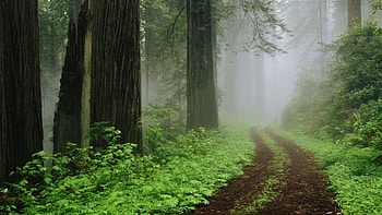 Path, Dirt Road, Fog, Forest, Greenery HD wallpaper