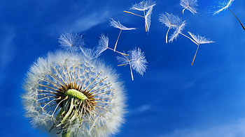 Plants, Flowers, Dandelions HD wallpaper