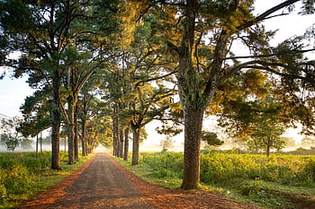 A tranquil dirt road surrounded by lush trees, offering a peaceful countryside view. HD wallpaper