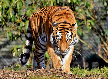 Calm, walk, predator, tiger HD wallpaper