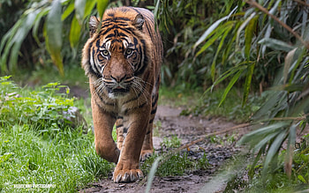 Sumatran Tiger, animal, nature, Sumatran, tiger, cat big wild HD wallpaper
