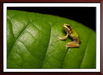 FRAMED FROGS, NATURE, FROGS, FRAMED HD wallpaper