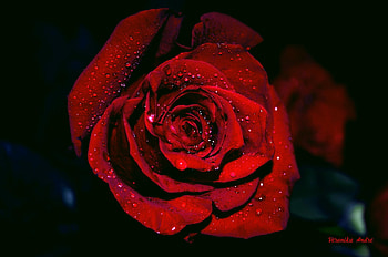 Red Rose, Wet, Water, Rose, Drops HD wallpaper
