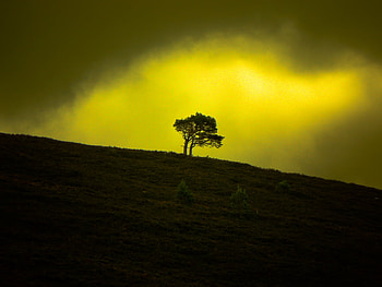 Far,far away.., other, tree, background, far away, light, yellow, nature, sky, loneliness HD wallpaper