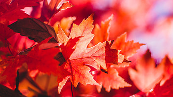 Red maple, Maple Leaves HD wallpaper
