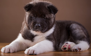 Animals, Dog, Puppy, Akita HD wallpaper