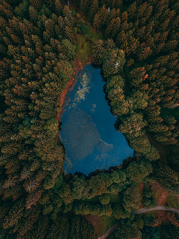 Nature, View From Above, Lake, Forest HD phone wallpaper