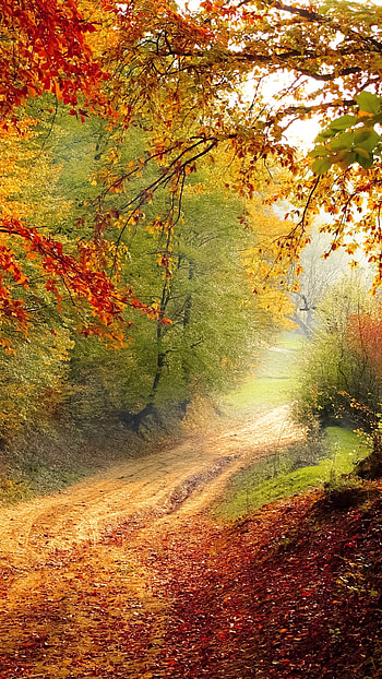 Autumn Path in the Forest, tree, fall, forest, nature, path HD phone wallpaper