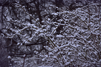 Snowy Branches , snow, tree, nature HD wallpaper