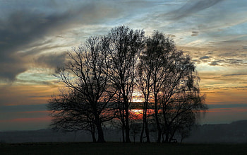 Nature, Trees, Sunset, Sky, Twilight, Dusk, Evening HD wallpaper