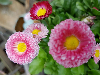 PRETTY DAISIES, PRETTY, FLOWERS, DAISIES HD wallpaper