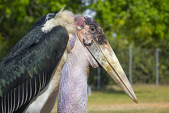 Feathered marabou, Impressive bird, Beautiful plumage, Exotic creature HD wallpaper