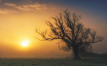 Sunrise through heavy fog, Bedfordshire, UK, landscape, sky, sun, tree, mist HD wallpaper