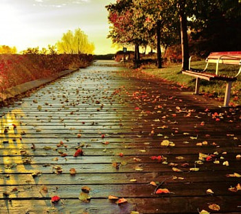 Autumn path, autumn, bench, rainy, path HD wallpaper