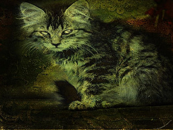 Felidae golden vintage, golden, vintage, felidae HD wallpaper