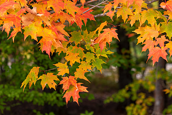 Nature, Leaves, Macro, Branch, Maple HD wallpaper