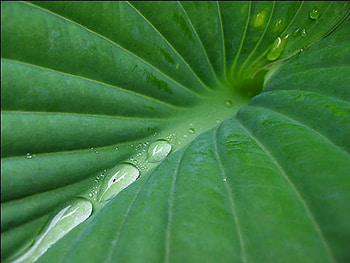 After the Rain, green, leaf, nature, dew, green leaf HD wallpaper
