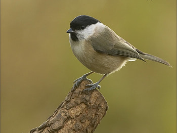 Animals, Birds HD wallpaper