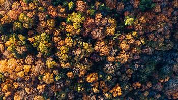 Fall, autumn, aerial view, trees, nature HD wallpaper